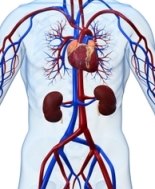 Malattia renale cronica, con meno sodio rischio cardiovascolare ridotto